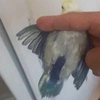 پروتلت طوطی بند انگشتی