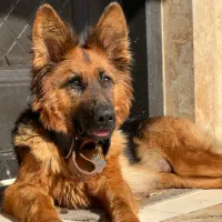 واگذاری سگ ژرمن ماده عقیم شده