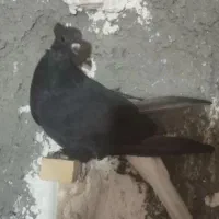پرنده