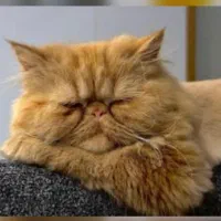 واگذاری گربه پرشین