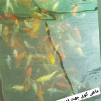ماهی کوی مولد شاداب|ماهی|رباطکریم, نوده|دیوار