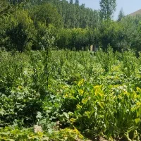 باغ در روستای ایوند دارای برق و آب دایمی نهر