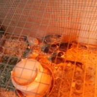 فروش  مرغ گلین با ۷ جوجه سالم وسرحال