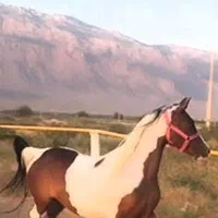 اسب مادیان روزگاری|اسب و تجهیزات اسب‌سواری|تهران, آبشار تهران (دریاچه)|دیوار