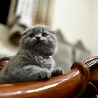 گربه اسکاتیش نر جفت گیری|گربه|کرمان, |دیوار