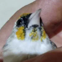 سهره نر چانه سفید|پرنده|هرسین, |دیوار