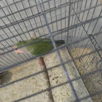 طوطی برزیلی وعروس