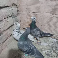 پنج تا طوقی با سه تا آلمانی|پرنده|سبزوار, شرق کال عیدگاه|دیوار