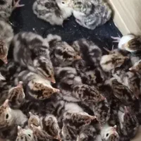 جوجه بوقلمون تازه در اومده