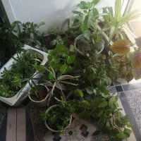 گل اپارتمانی