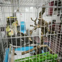 فروش دو عدد عروس هلندی مولد همراه با قفس