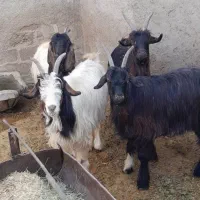 کلر شهر کردی اصل