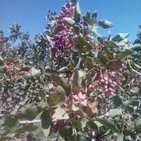 پسته خشک قله قوچی زمانی