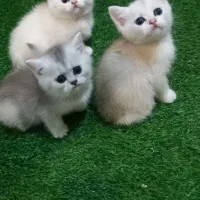 بریتیش عروسکی