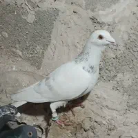 خط دار گمشده