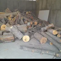 قطع انواع درخت بامجوز وخرید چوب