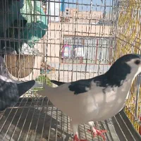 چپ سیاه وامری سیاه ماده|پرنده|بردسکن, |دیوار