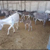 شیرالاغ.شیر الاغ شیرخر شیر خردوشیدن حضوری|خوردنی و آشامیدنی|خمینیشهر, |دیوار