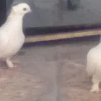 کبوتر طاووسی