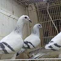 کفتر ماده شامی کلاغ کله سینه