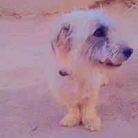 سگ پا کوتاه پشمالو