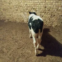 گاو گوساله سیمینتال