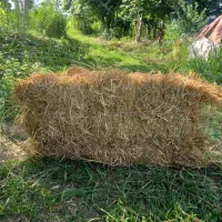 فروش سراچینا(کاه)