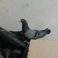 کبوتر پرشی|پرنده|خمینیشهر, |دیوار