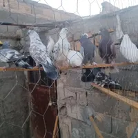 کبوتر پرشی|پرنده|سمنان, |دیوار