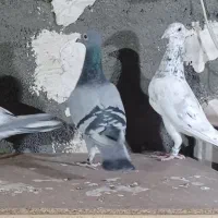 سار  سبز پولکی کرمونی