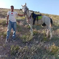 اسب نر ۵ساله مادر عرب پدر کرد  قیمت ۱۴۰۰۰۰۰۰۰