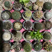 انواع کاکتوسهای خاص و کلکسیونی|گل و گیاه طبیعی|خلخال, |دیوار