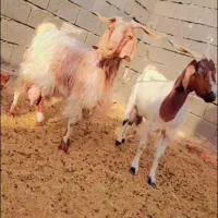 دو راس بز شیرا درجه یک درشت