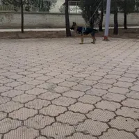 سگه ژرمن شولاین ۸ ماهه