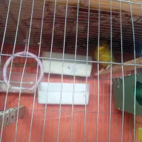 قناری نر|پرنده|بهبهان, |دیوار