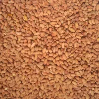 بادام زمینی ترد خوشمزه هم عمده هم خرده|خوردنی و آشامیدنی|پارسآباد, |دیوار