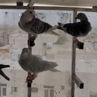 کبوتر
