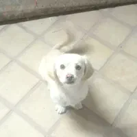 سگ بازیگوش اپارتمانی کم صدا|سگ|کاشان, یزدآباد|دیوار