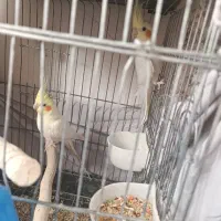 عروس هلندی مولد|پرنده|قم, چهل اختران|دیوار