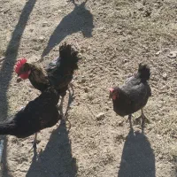 خروس مرغ