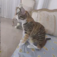 واگذاری دوگربه ملوس یکی نژاداسکاتیش یکی محلی