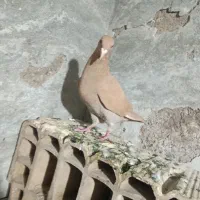کفتر جوانه