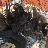 مرغ خروس محلیچ