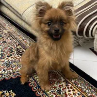 پامر خرسی ۶ماهه