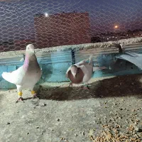 گرفتنی|پرنده|نیشابور, رحمت آباد|دیوار