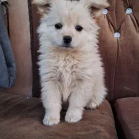 توله ماده پامر