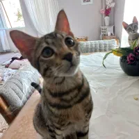 گربم گمشدە|حیوانات|سنندج, |دیوار