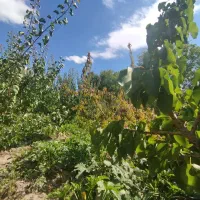 باغ ویلایی|فروش خانه و ویلا|باسمنج, |دیوار