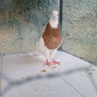 طوقی سرخ خال مشکی|پرنده|سمیرم, |دیوار