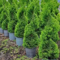 انواع درخت/ مثمر/غیرومثمر/ درخت پایان کارشهرداری|خدمات باغبانی و درختکاری|قلعه نو, |دیوار